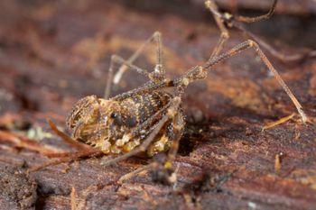 Media type: image;   Invertebrate Zoology 49771